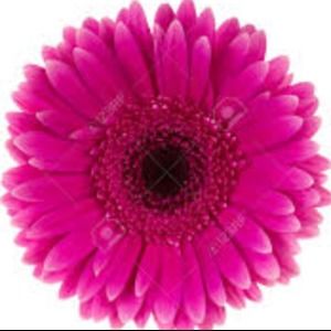 Meet your Posher, Reyna